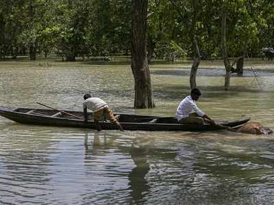 Assam floods: 96 animals die at Kaziranga National Park