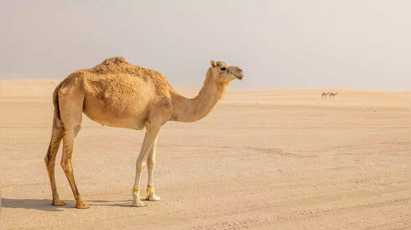 Camels