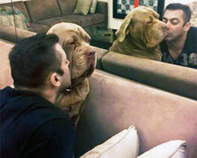 Salman immortalises his pets 'MySon'-'MyJaan'