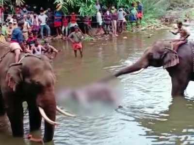 Elephant killing: Prakash Javadekar assures strict action against those behind cruel act