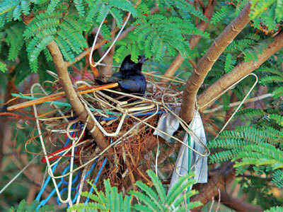 An urban nest