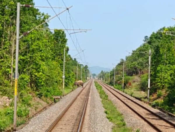 Loco pilots halt train, allow tusker to cross track in Keonjhar forest