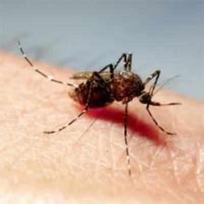 City reeling under deadly dengue strain that affects the liver