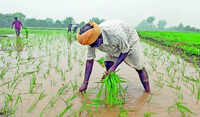 AI-powered monsoon forecast system developed at Pune&rsquo;s IITM promises farmers four-week heads-up