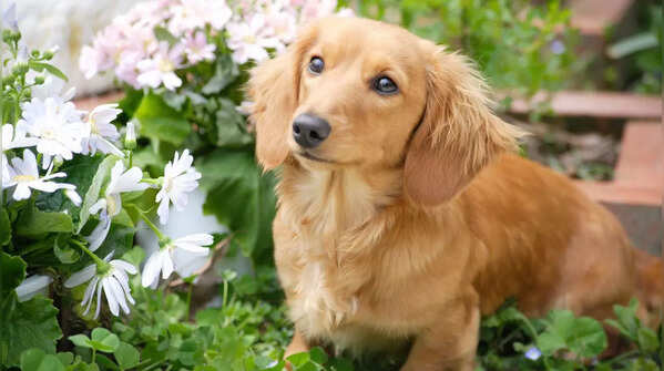 Dachshund