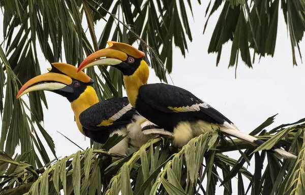 Great hornbill declared flagship species for Ratnagiri at bird conference