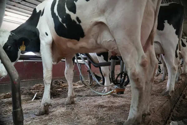 Punjab conducts 2-day milk sampling drive