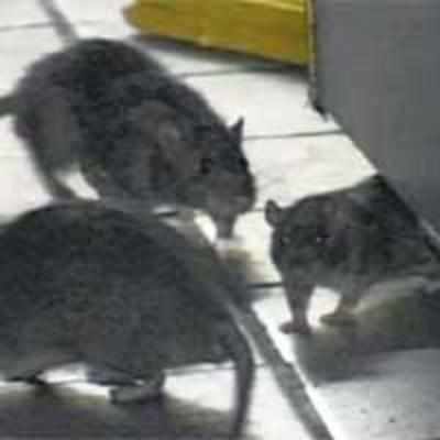 Rats feast on bodies in Sion hospital morgue