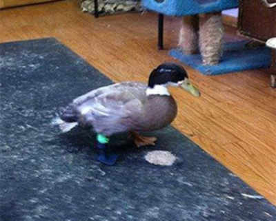 Limping duck gets 3D printed prosthetic limb