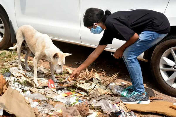 Corp plans stray dog rehab in 4 pvt homes, 40/day for one