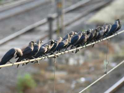 Mumbai: Amid bird flu scare, 11 crows found dead in Chembur