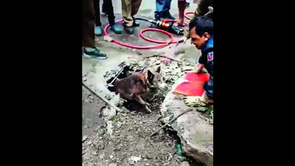 In Delhi, stray dog stuck in drain under road rescued after 48 hrs