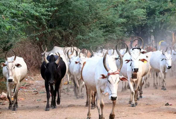 Pastoral community in Bodi region threaten to boycott poll