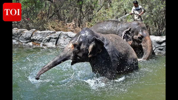 From ice treats to cool showers: Pune Zoo rolls out smart summer care