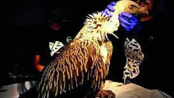 Dog poisoning led to death of 25 Himalayan griffon vultures in UP