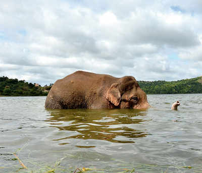 Finally, govt comes to help ailing jumbo