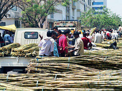 A sour mood over sugarcane