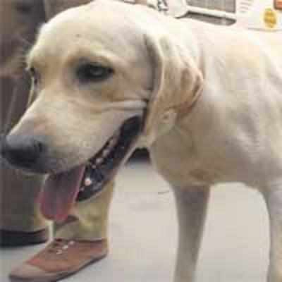 TN firemen get dogs for search and relief ops