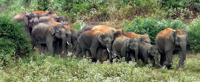 Karnataka: No Hubbali-Ankola railway line through elephant corridor in Western Ghats