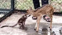 Nagpur: Abandoned fawn, infant monkey turn friends at Maharashtra forest dept's Transit Treatment Center 