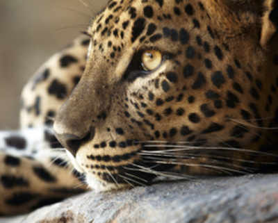Living with leopards