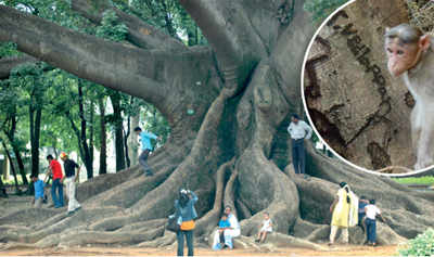Living on the etch? Lalbagh has got its eyes on scratchers