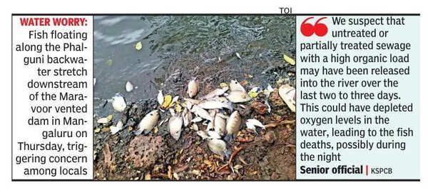 Fish deaths in Phalguni backwaters trigger KSPCB probe