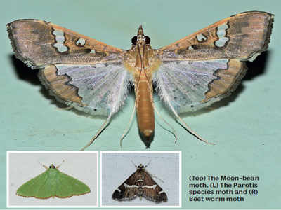 KEDB is organising a Moth Festival to mark the National Moth Week