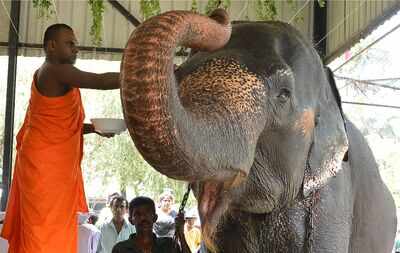 Tamil Nadu: Salem temple elephant, who got nod for mercy killing, dies