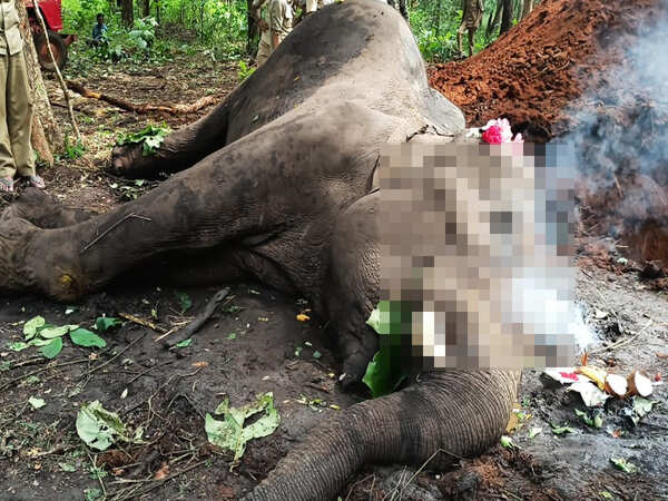 Tusker dies of cardiac arrest in Shivamogga