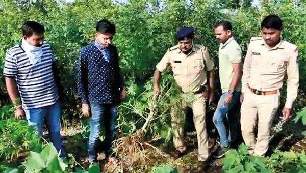 Gujarat: Easy moolah lures tribals to grow marijuana in Chhota Udepur