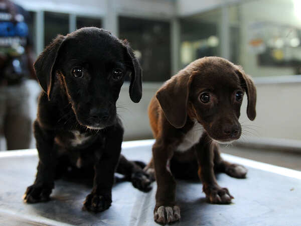 Keep pets indoors, advise doctors