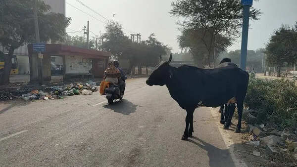 ‘Remove stray cattle from roads in 4 months’