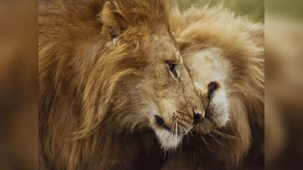Kruger National Park, South Africa