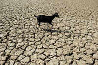 181 Maha blocks highly vulnerable to agri stress as El Nino threat looms over kharif season