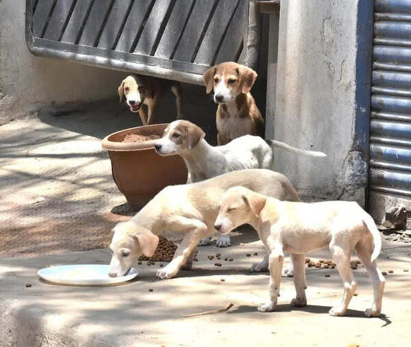 Chakan council starts dog sterilisation drive, to double shelter strength