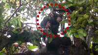 Bear found stuck in a noose in Chhattisgarh’s Korea 