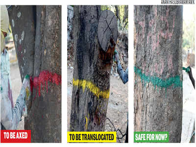 225 trees marked in red to indicate they will face the axe for widening of Jayamahal and Ballari Roads