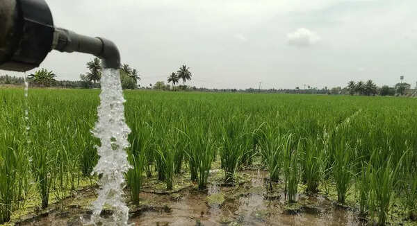 ‘El Nino may impact kuruvai crop this year’