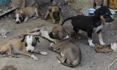 Two women thrash 16 puppies to death, video sparks outrage