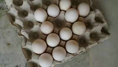 Kolkata: Shopkeeper held for selling artificial eggs