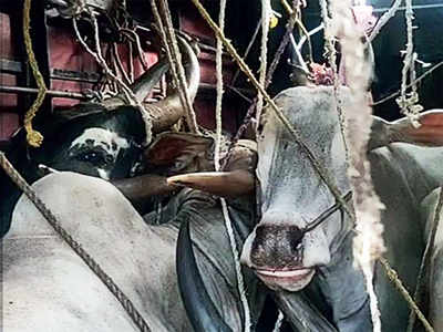 11 cattle packed in small truck, rescued in Electronics City