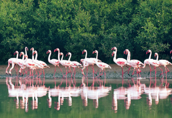 Land sharks close in on flamingo sanctuary at Thane