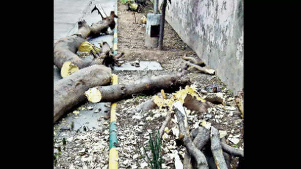 Just 16 trees cut illegally in Ahmedabad last year