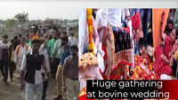Covid restrictions go for a toss as 10k people attend bovine wedding in Surat 