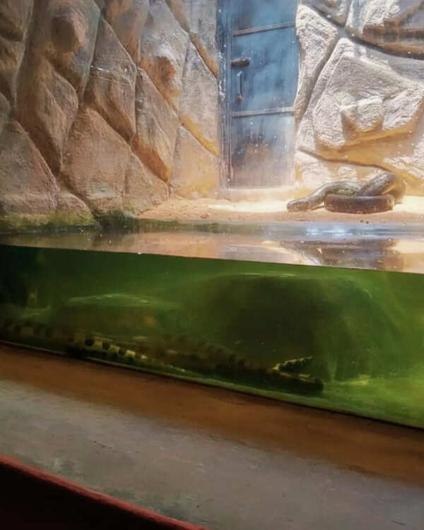 Three green anacondas, new attraction at Croc Bank