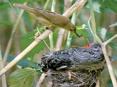 Urban Jungle: Bird bakras