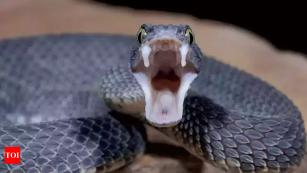 Snakebite pill tested in 2 Kolkata hospitals shows early promise