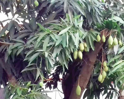 Shivamogga special: A tree, 15 mango species
