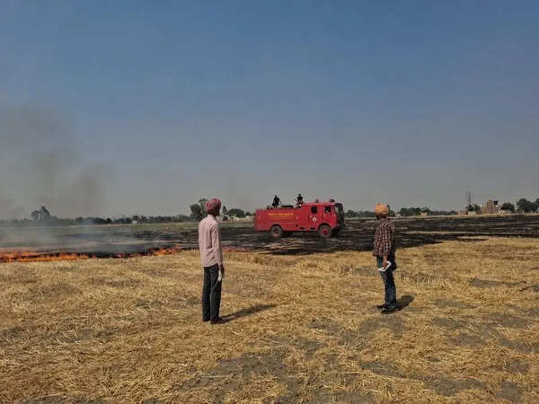 Punjab records 841 farm fires in a day; tally nears 8,000